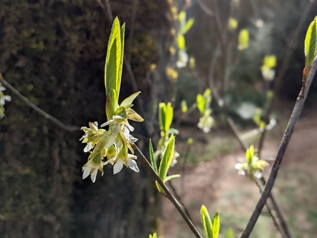 WISDOM PSALMS (PS.&nbsp;36-37)