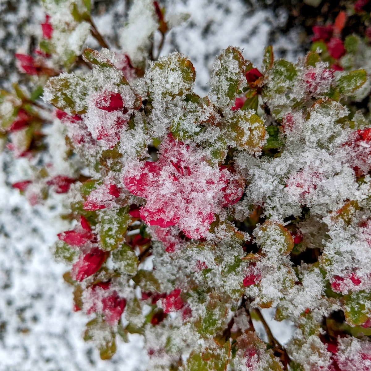 LAMENT PSALMS APPLICATION (PS.&nbsp;41-43)