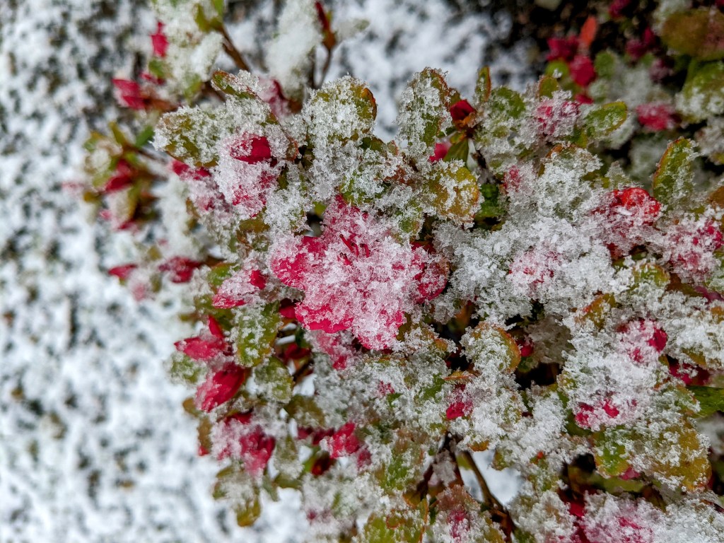 LAMENT PSALMS APPLICATION (PS.&nbsp;41-43)